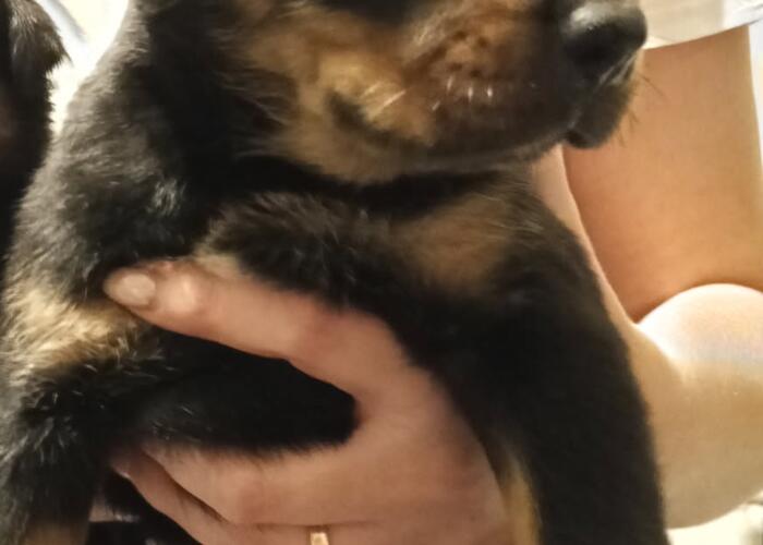 Grajewo ogłoszenia: Oddam 2 szczeniaki pies i suczka. Będą dość duże.